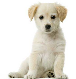 把女朋友当宠物是爱吗(把爱的人当做小猫小狗是不是真爱)