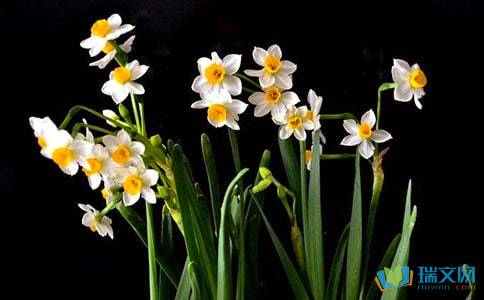 爱似水仙表达什么感情(《爱似水仙》表达的意思是什么)