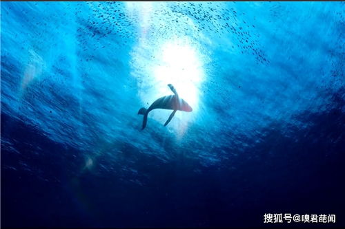 爱情中鲸鱼暗示什么(为什么鲸鱼代表爱情)