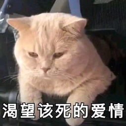 爱情里认输什么意思(爱情认输的意思)