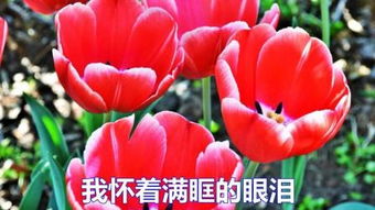 爱情花是什么花(古代的爱情花指的是什么)