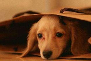 狗2023年婚姻有变动吗(2023年狗人的感情和婚姻是怎样的)