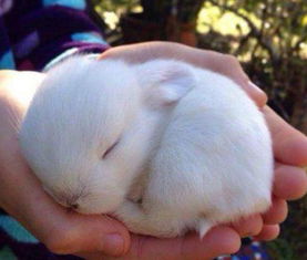 被男朋友咬小兔子什么感觉(被男朋友咬小兔子是什么感觉)