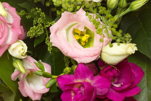 见男朋友送什么花好(第一次见男朋友送什么花)