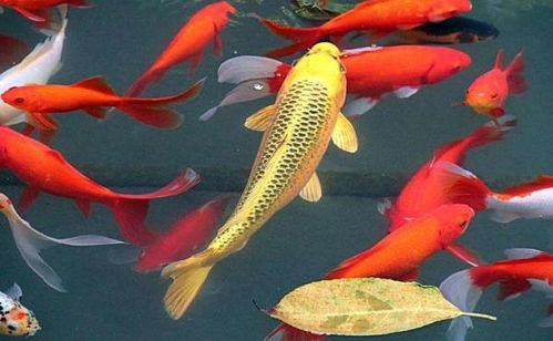 锦鲤象征着爱情吗(爱情锦鲤是什么意思)
