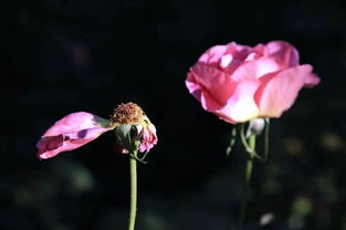 风水上会养花的女人是什么命(风水上会养花的女人)