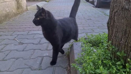 黑猫喜欢靠近什么人(猫喜欢主动靠近哪些人)