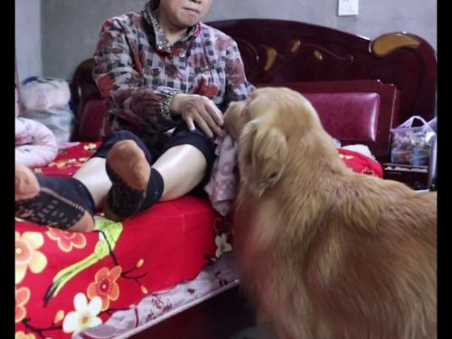 动物比人重感情的句子 形容人和动物感情深厚的句子