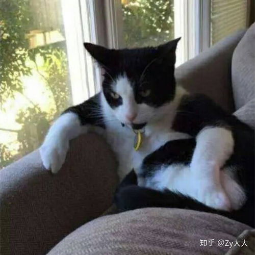 前任把头像换猫暗示什么 猫咪在爱情里代表什么