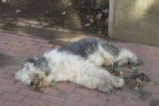 单身梦见喜欢的人死了 梦到喜欢的人快要死了