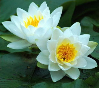 夫妻各花各的钱早晚离婚 夫妻各花各的钱早晚离婚的句子