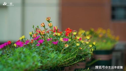 夸赞爱养花的男人 女人养花的心情语录