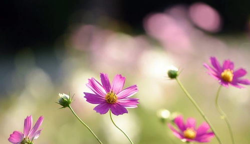 夸女人春天般的美丽句子 女人与春天的美句