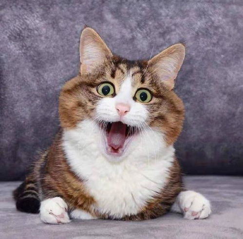 夸老婆厨艺好的幽默句子简短 夸赞女朋友厨艺的文案