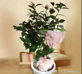 夸赞养花好的男人的句子 爱养花的男人怎么形容