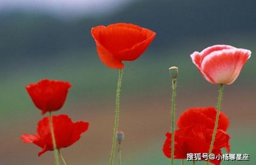 女人一枝花的年纪 每个年龄段的女人都是一朵花