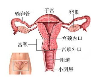 女人下边紧了好还是松点好 女人的阴道松跟紧有关系吗
