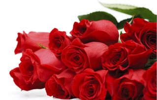 女人与玫瑰唯美句子 玫瑰鲜花配美女的经典句子