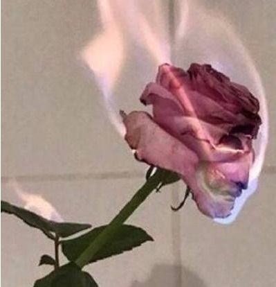 女人为什么发玫瑰表情 女人微信发玫瑰的心理