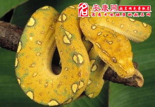 女人做梦梦到男人的睾丸 女人做梦梦到又粗又大的蛇