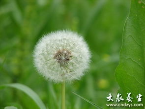 女人发蒲公英暗示什么 蒲公英象征着哪种人