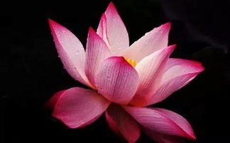 女人像莲花一样的气质 男人用莲花暗示女人