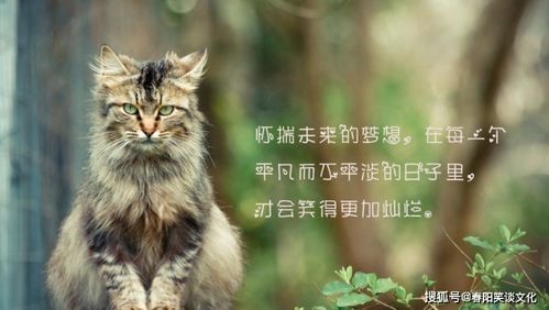 女人养鸟经典语录 养花的女人经典语句