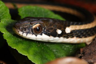 女人做梦梦见蛇生小蛇 梦见蛇生小蛇是胎梦吗