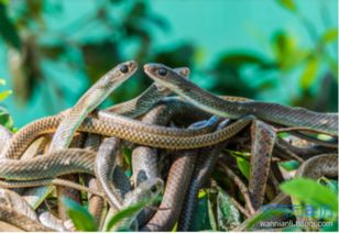 女人做梦梦到又粗又大的蛇 女人梦见又粗又大黑蛇什么意思
