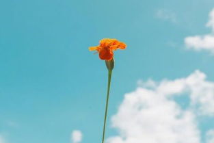 女人如花的励志句子 女人励志的话语