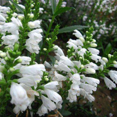 女人就是要懒,越懒越有福 享福的女人都是懒女人