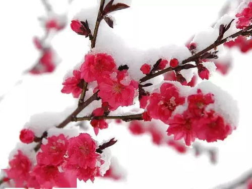 女人微信名傲雪寒梅 女人用傲雪寒梅做微信名啥意思