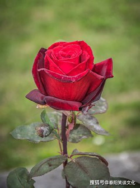 女人是一本书后半句 把女人比喻成书的含义