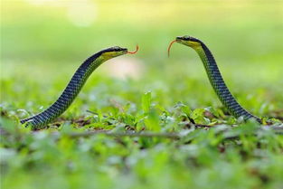 女人早上五六点梦到蛇 女人清晨梦到小蛇是意思