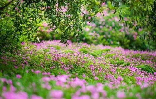 女人独处的唯美句子 独处的女人经典语句