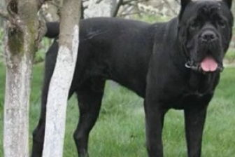 女人梦见黑狗是怀孕的征兆吗 梦见黑狗的七大预兆是什么