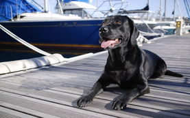 女人梦见黑狗主动亲近自己 女人梦见大黑狗很温顺