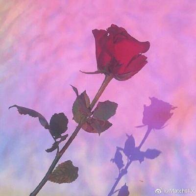 女人用什么头像运气旺 适合女人一辈子好运头像