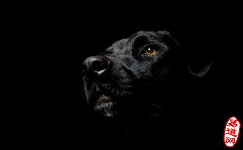 女人梦见黑狗咬脚是吉兆 梦见黑狗咬我脚是什么意思