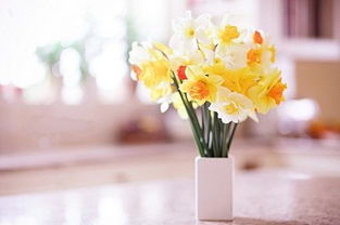 女人气质高雅漂亮的短句 美女有气质的经典句子