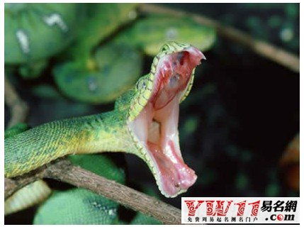 女人清晨梦到蛇咬自己是意思 女人梦到自己被大蛇咬了