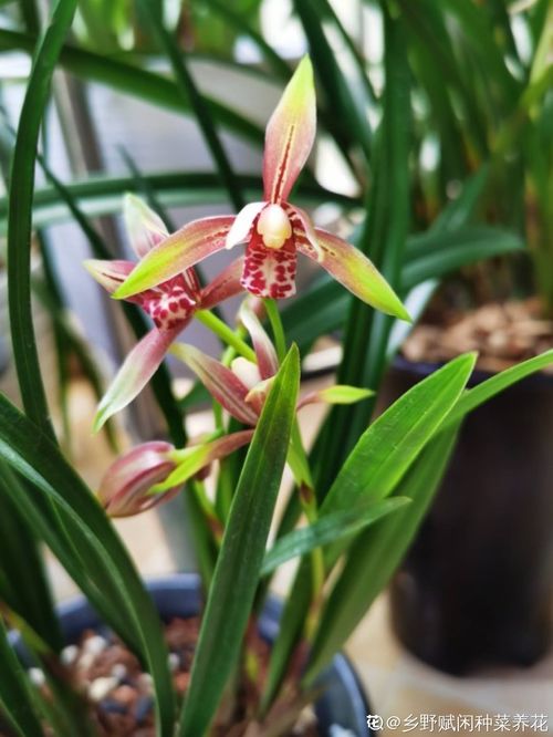 女人每个阶段叫什么花 女性各年龄代表什么花