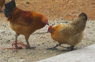 女人梦见鸡啄自己 已婚女人梦见被鸡啄是胎梦吗