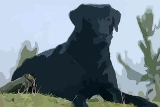 女人梦见黑狗是胎梦吗 女人梦到黑狗暗示什么