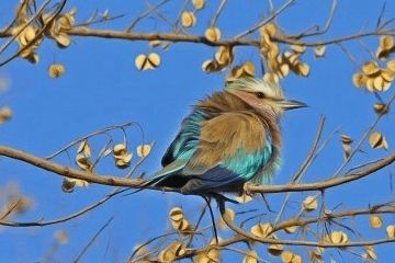 女人梦见麻雀在自己家中 男人梦见麻雀是什么意思啊