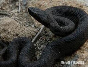 女人梦见黑蛇是吉兆发财的 梦见一条黑蛇在家里