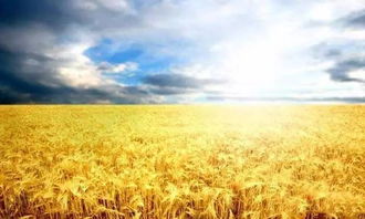 女人梦见麦田麦子成熟 女人梦见一片金黄麦穗