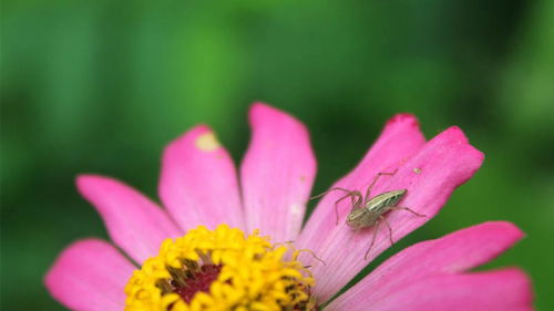 女人梦见鲜花是什么预兆 梦见自己的花被别人拿走