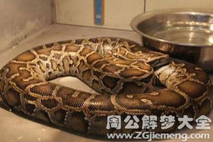 女人梦见黑蟒蛇和白蟒蛇 梦见又粗又大的黑蟒蛇