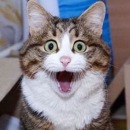 女人梦见驱赶猫讨厌猫 女人梦见猫是仙家托梦